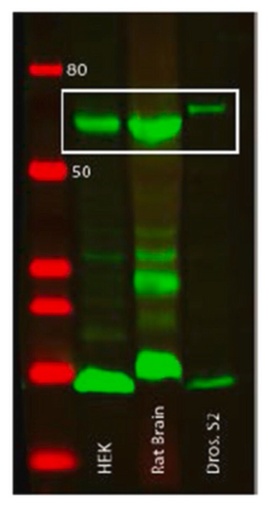 [MABS1232] ANTI-AMPK ANTICUERPO MONOCLONAL ALFA, CLONE 34.2 ES UN ANTICUERPO CONTRA AMPK ALFA 1/2 PARA USO EN WESTERN BLOTTING. HOSPEDERO RATON. RUO