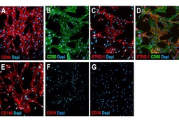 [SCR067] HUMAN MESENCHYMAL STEM CELL CHARACTERIZATION KIT, POSITIVE AND NEGATIVE SELECTION MARKERS FOR MESENCHYMAL STEM CELL CHARACTERIZATION - 1 KIT